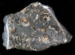 Marston Magna Ammonite Cluster - Polished on Back #40229-2